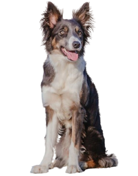 Happy dog after grooming